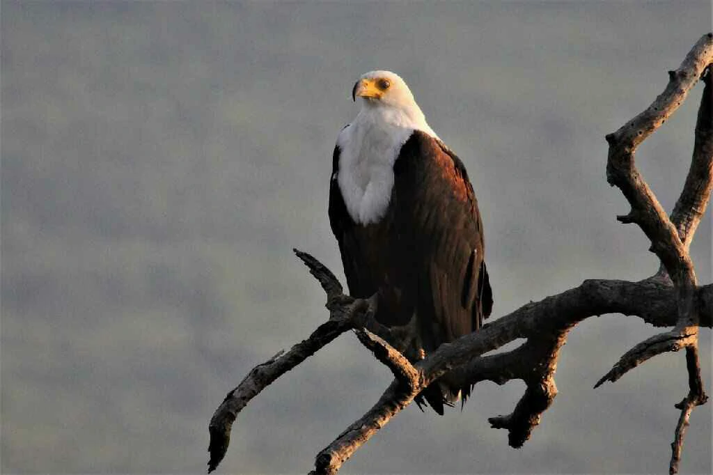 fish eagle